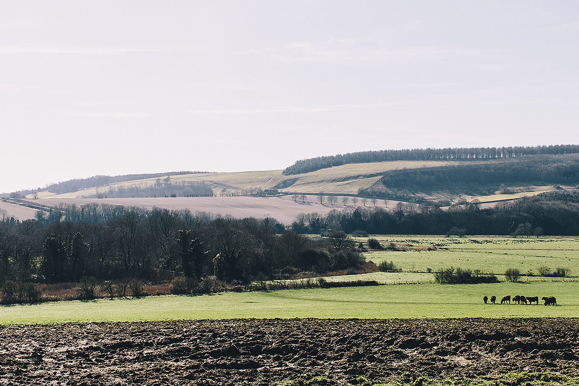 Cows - Burpham, East Sussex